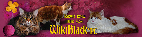 WikiBlack*PL - hodowla kotów Maine Coon